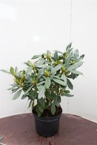 Rhododendron 'Catawb. Boursault' PAARS 50-60 cm cont. 5,0L - afbeelding 1