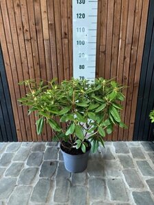 Rhododendron 'Catawb. Boursault' PAARS 50-60 cm cont. 7,5L