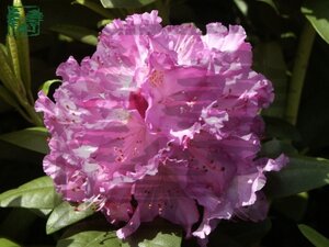 Rhododendron 'Catawbiense Grandiflorum' PAARS 100-110 cm met kluit