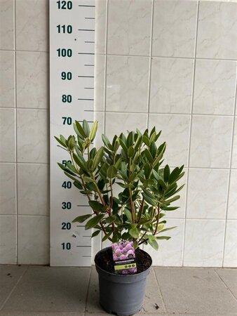 Rhododendron 'Catawbiense Grandiflorum' PAARS 40-50 cm cont. 5,0L - afbeelding 1