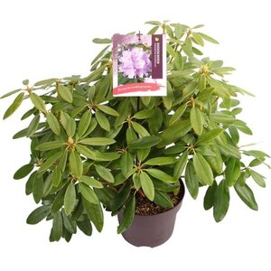 Rhododendron 'Catawbiense Grandiflorum' PAARS 40-50 cm cont. 5,0L - afbeelding 3