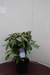 Rhododendron 'Catawbiense Grandiflorum' PAARS 50-60 cm cont. 5,0L - afbeelding 1