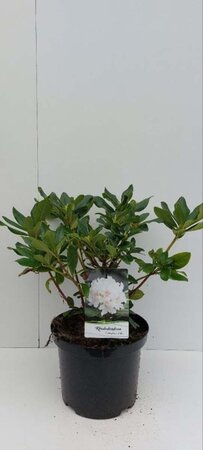 Rhododendron 'Cunningham's White' WIT 30-40 cm cont. 5,0L - afbeelding 5