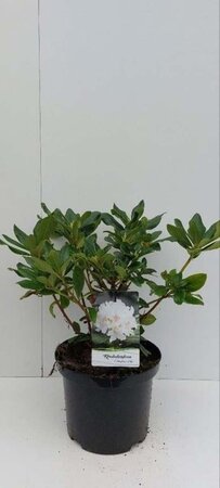 Rhododendron 'Cunningham's White' WIT 30-40 cm cont. 5,0L - afbeelding 6