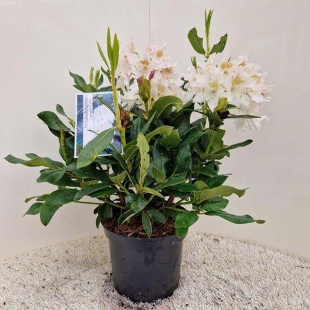 Rhododendron 'Cunningham's White' WIT 40-50 cm cont. 5,0L - afbeelding 4