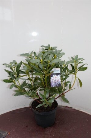 Rhododendron 'Cunningham's White' WIT 50-60 cm cont. 5,0L - afbeelding 1