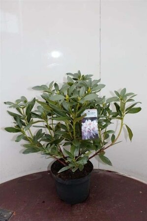 Rhododendron 'Cunningham's White' WIT 50-60 cm cont. 5,0L - afbeelding 3