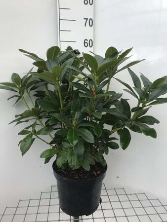 Rhododendron 'Cunningham's White' WIT 50-60 cm cont. 7,5L - afbeelding 4