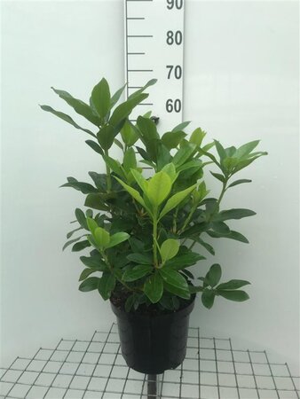 Rhododendron 'Cunningham's White' WIT 50-60 cm cont. 7,5L - afbeelding 1