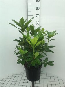 Rhododendron 'Cunningham's White' WIT 50-60 cm cont. 7,5L - afbeelding 1
