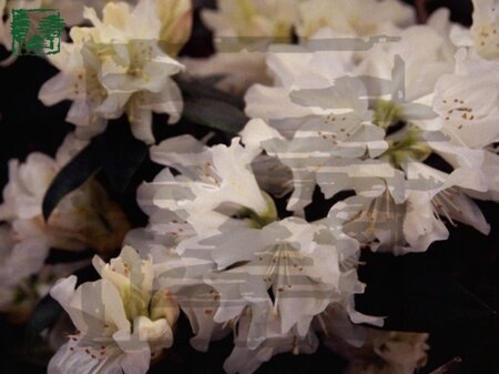 Rhododendron 'Dora Amateis' dwerg WIT 15-20 cm cont. 2,0L
