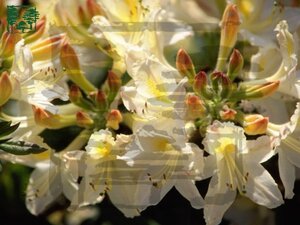 Rhododendron knaphill 'Daviesii' WIT 50-60 cm cont. 4,0L