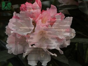 Rhododendron (Y) 'Dreamland' 30-40 cm cont. 4,0L