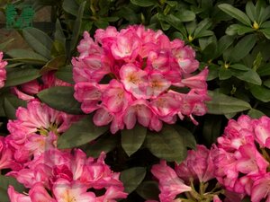 Rhododendron 'Eucharitis' ROZE 50-60 cm cont. 7,5L