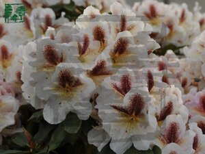 Rhododendron 'Extraordinaire' 25-30 cm cont. 4,0L