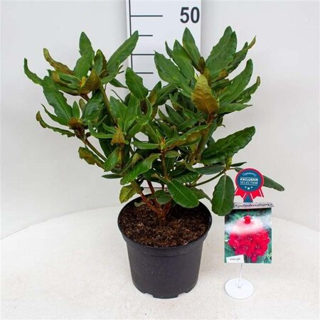 Rhododendron 'Feuerschein' 30-40 cm cont. 5,0L