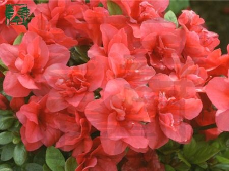 Rhododendron (AJ) 'Florida' ROOD 20-25 cm cont. 2,0L