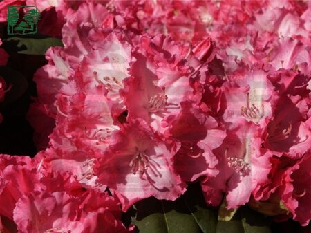 Rhododendron 'Germania' ROZE 30-40 cm cont. 5,0L - afbeelding 1