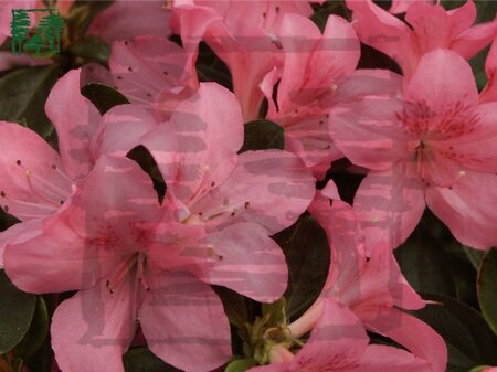 Rhododendron (AJ) 'Gilbert Mullie' ROZE 25-30 cm cont. 3,0L