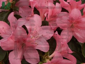 Rhododendron (AJ) 'Gilbert Mullie' ROZE 60-70 cm met kluit