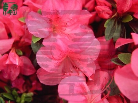 Rhododendron (AJ) 'Gorbella' ROZE 60-70 cm met kluit