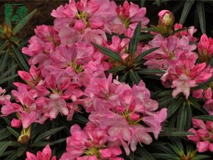 Rhododendron ponticum 'Graziella' ROZE 25-30 cm cont. 4,0L