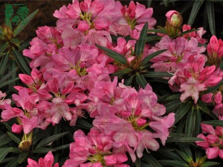 Rhododendron ponticum 'Graziella' ROZE 30-40 cm cont. 4,0L