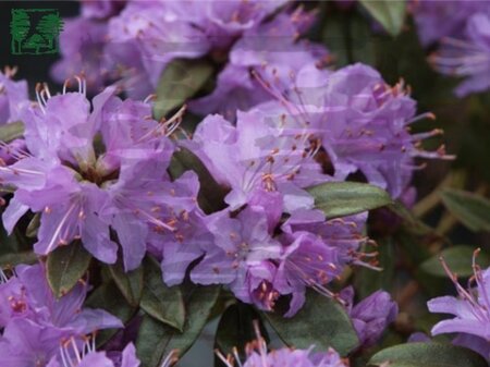 Rhododendron 'Gristede' 30-40 cm cont. 2,0L
