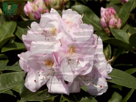 Rhododendron 'Gomer Waterer' WIT 100-125 cm cont. 25L