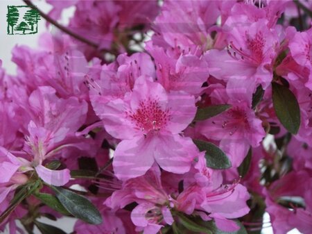 Rhododendron (AJ) 'Herbert' 25-30 cm cont. 3,0L
