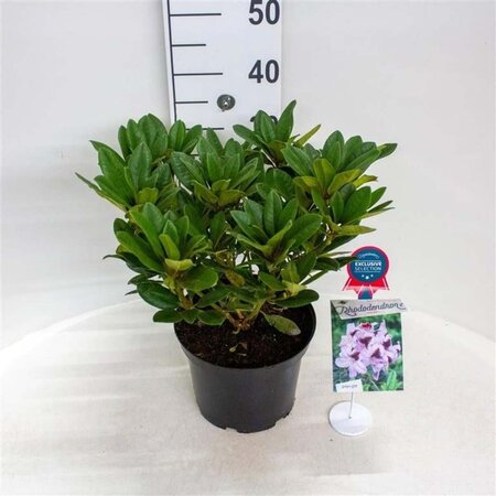 Rhododendron 'Hachmann's Metallica' 30-40 cm cont. 5,0L