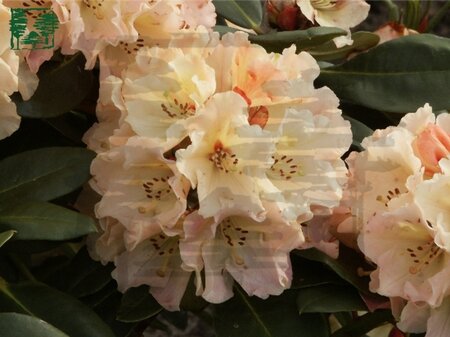 Rhododendron 'Horizon Monarch' 25-30 cm cont. 4,0L