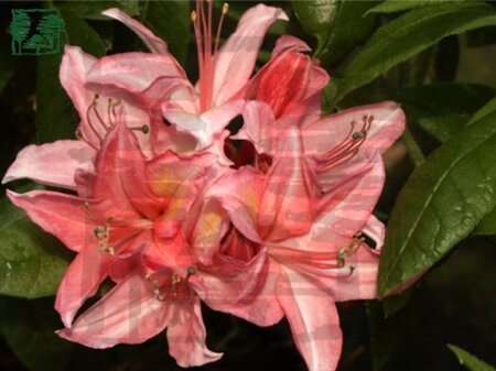 Rhododendron knaphill 'Jolie Madame' 50-60 cm cont. 4,0L
