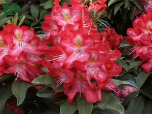Rhododendron (AK) 'Junifeuer' 30-40 cm cont. 4,0L