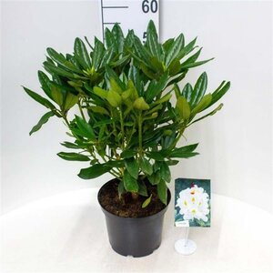 Rhododendron 'Madame Masson' WIT 30-40 cm cont. 5,0L - afbeelding 4