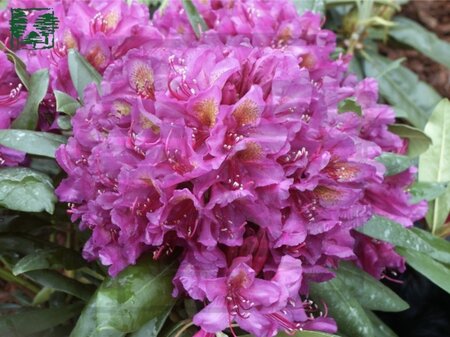 Rhododendron 'Marcel Menard' PAARS 25-30 cm cont. 3,0L