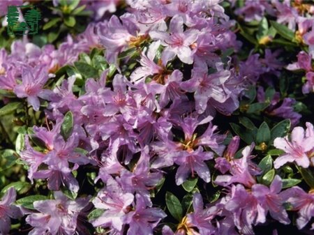 Rhododendron 'Moerheim' dwerg BLAUW 25-30 cm cont. 2,0L