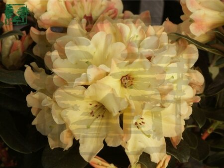 Rhododendron 'Nancy Evans' 25-30 cm cont. 4,0L