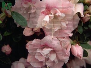 Rhododendron (AJ) 'Nancy of Robin Hill' ROZE 70-80 cm met kluit