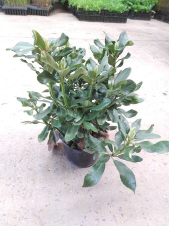 Rhododendron 'Nova Zembla' ROOD 30-40 cm cont. 4,0L - afbeelding 1