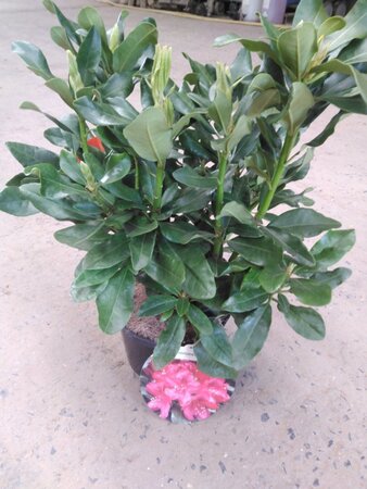 Rhododendron 'Nova Zembla' ROOD 30-40 cm cont. 4,0L - afbeelding 2