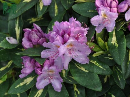Rhododendron 'Goldflimmer' PAARS 100-125 cm cont. 25L