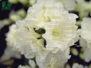 Rhododendron (AJ) 'Olga Niblett' 60-70 cm met kluit