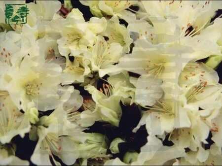Rhododendron 'Princess Anne' dwerg GEEL 15-20 cm cont. 2,0L