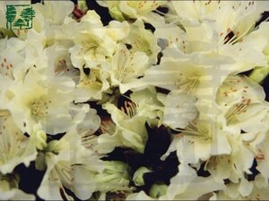 Rhododendron 'Princess Anne' dwerg GEEL 20-25 cm cont. 2,0L - afbeelding 2