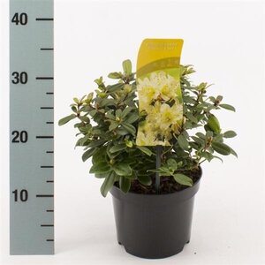 Rhododendron 'Princess Anne' dwerg GEEL 20-25 cm cont. 2,0L - afbeelding 1