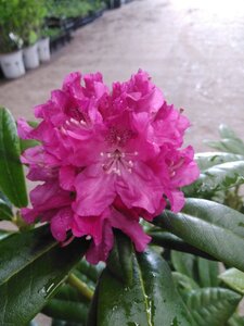 Rhododendron 'Pink Lady' 25-30 cm cont. 4,0L - afbeelding 1
