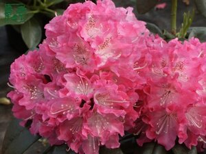 Rhododendron 'Pink Lady' 25-30 cm cont. 4,0L - afbeelding 3