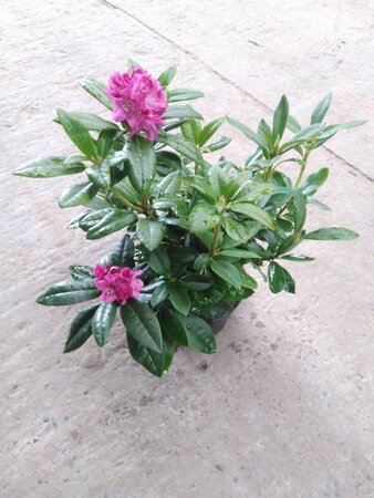 Rhododendron 'Pink Lady' 25-30 cm cont. 4,0L - afbeelding 2