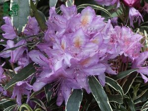 Rhododendron pont. 'Variegatum' PAARS 25-30 cm cont. 4,0L